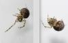 Theridion sp.